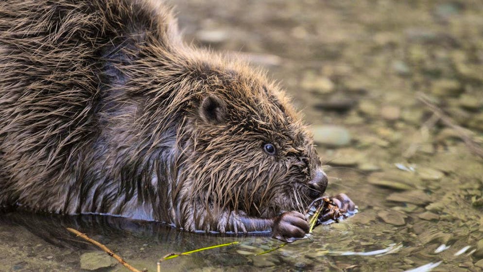 A beaver in the municipality of Laufen-Uhwiesen is fighting a fierce battle for its dam against the municipality.