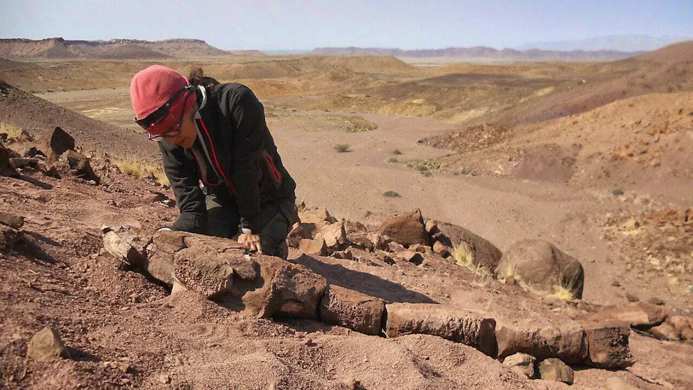 Researcher Claudia Marsicano examines the fossilized remains of a salamander-shaped predator found in Namibia.