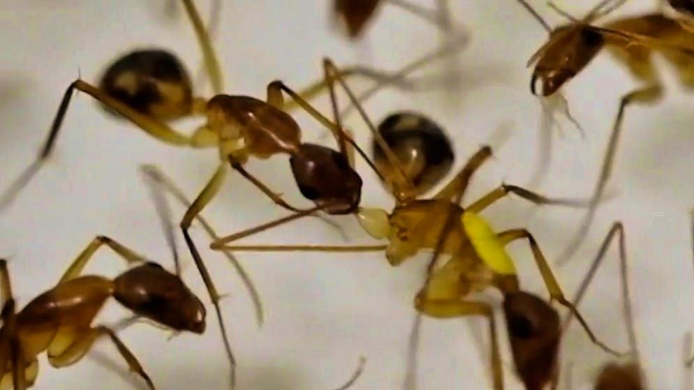 Scientific sensation. Ants become surgeons and amputate