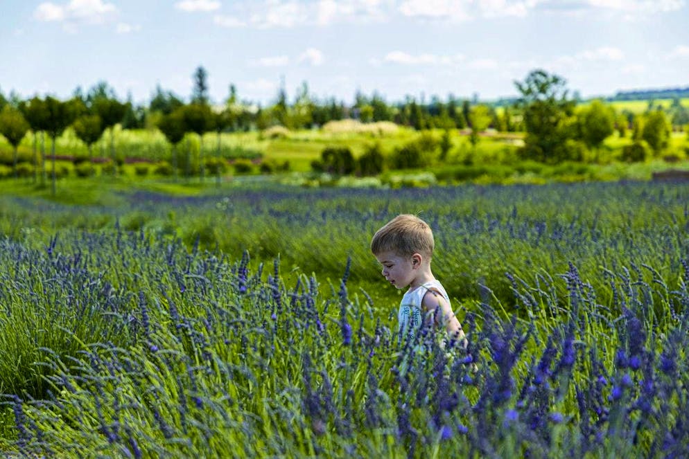 Blooming splendor in dark times: Kiev defies the hardships of war. A boy runs through a field of lavender in Dobro Park.