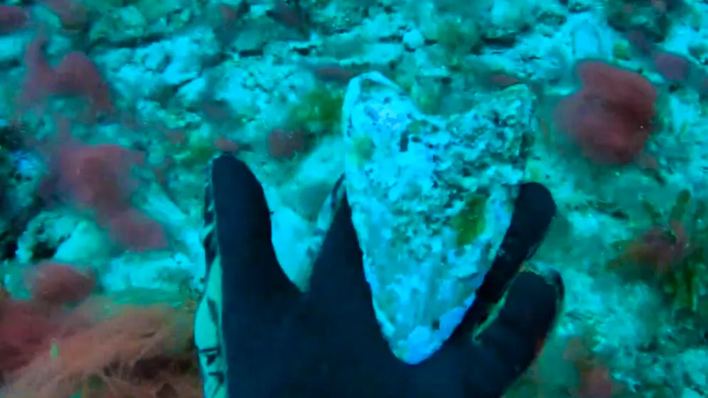 At least 2.6 million years old. Teenager finds primal shark tooth on the seabed