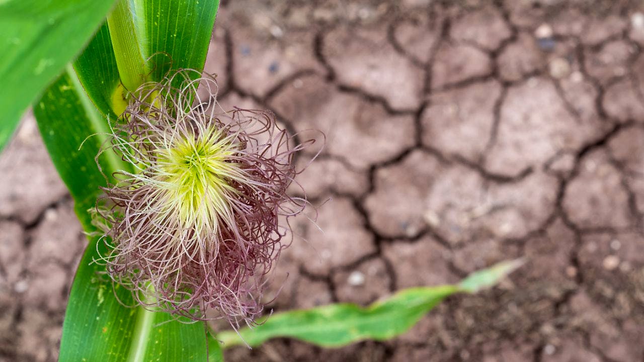 Klima. Seit einem Jahr knackt jeder Monat die 1,5-Grad-Marke