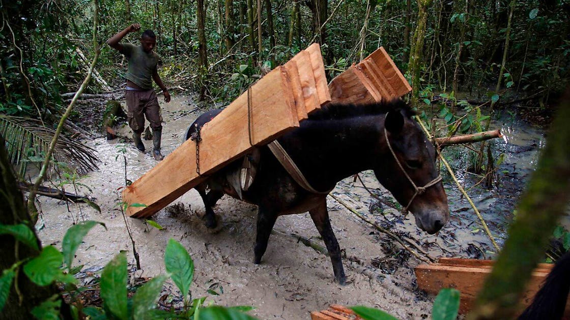 Equal to New York: Tens of 1000’s of hectares have been deforested in Colombia final yr