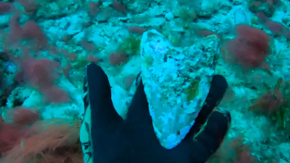 Mindestens 2,6 Millionen Jahre alt. Jugendlicher findet Urhai-Zahn am Meeresboden