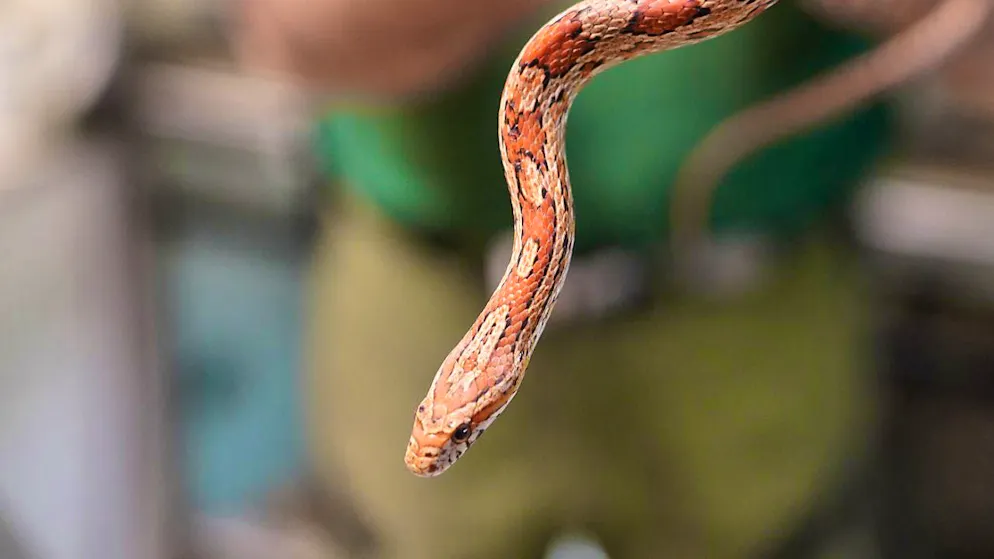 ARCHIVE - The snakes included corn snakes. Photo: Marcus Brandt/dpa