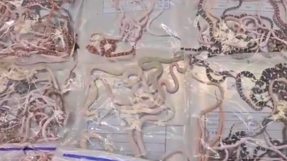 Video zeigt Vorfall am Zoll. Mann schmuggelt 104 Schlangen in seiner Hose – erwischt