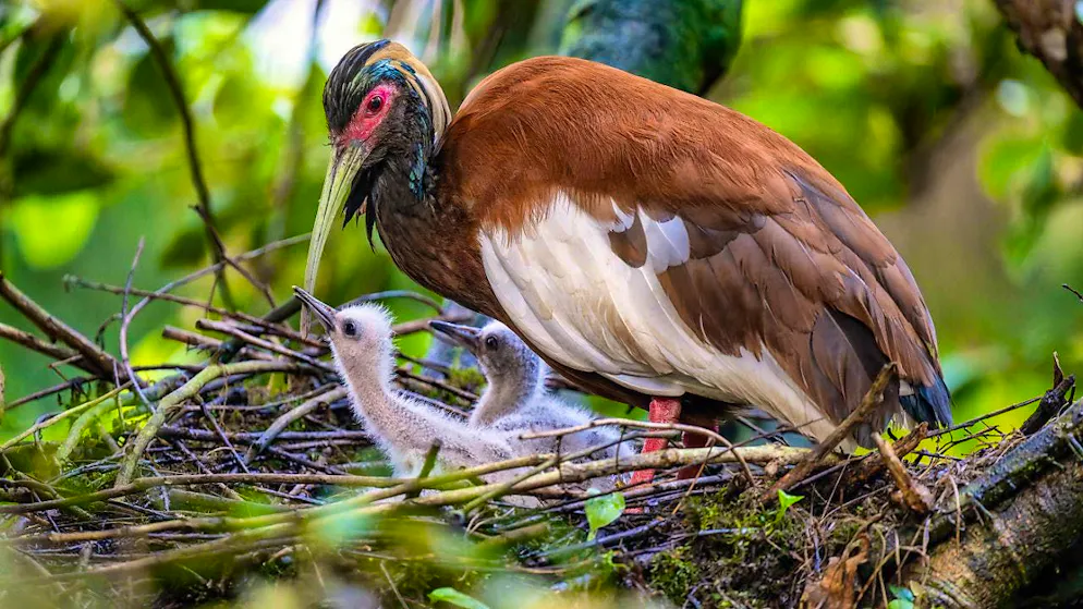 The endangered maned ibis have had offspring at Zurich Zoo. Their nests are visible to visitors, but the birds are not due to their good camouflage.