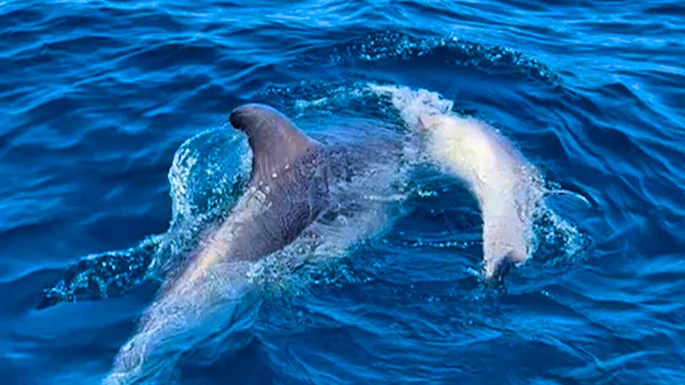Sad pictures. Dolphin tries to wake dead baby