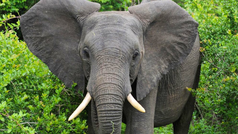 ARCHIV - Ein Afrikanischer Elefant im Krüger Nationalpark (Symbolbild). Foto: Bernd Weißbrod/dpa