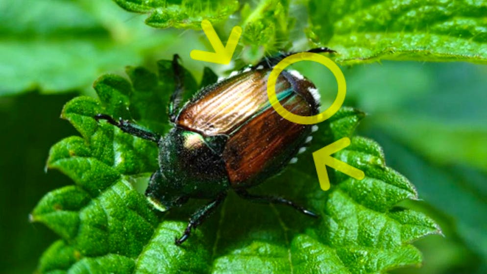 Specie invasiva. Coleottero giapponese, l'UFAG: «La popolazione stia con gli occhi aperti»