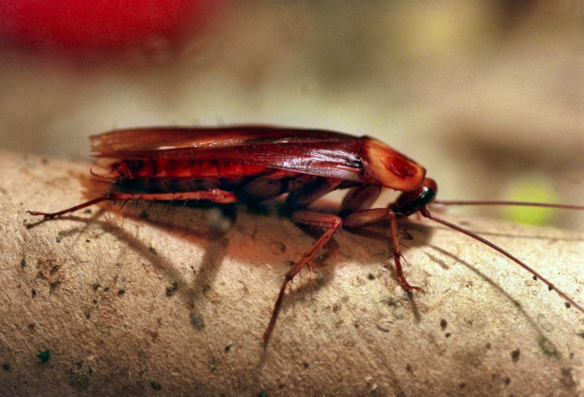 Particularly resistant. Mallorca fights against mutated cockroaches