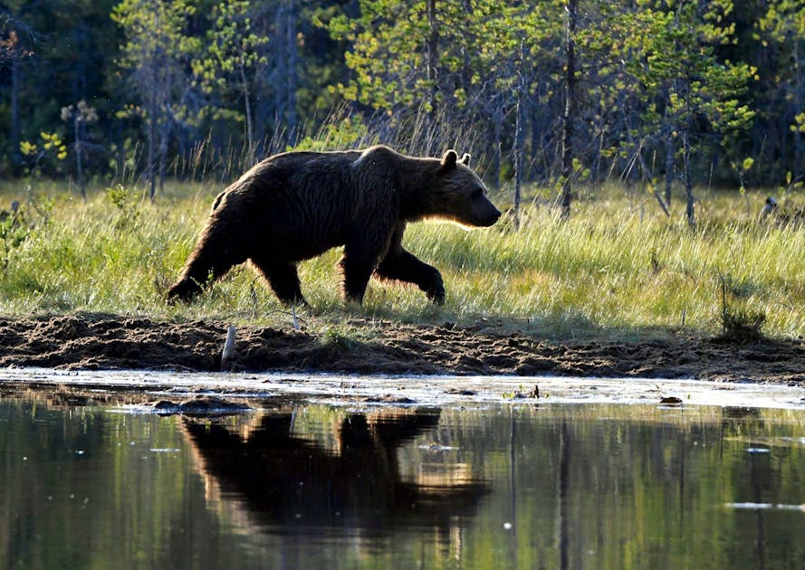 Braunbär zum Abschuss freigegeben – doch die Jäger weigern sich