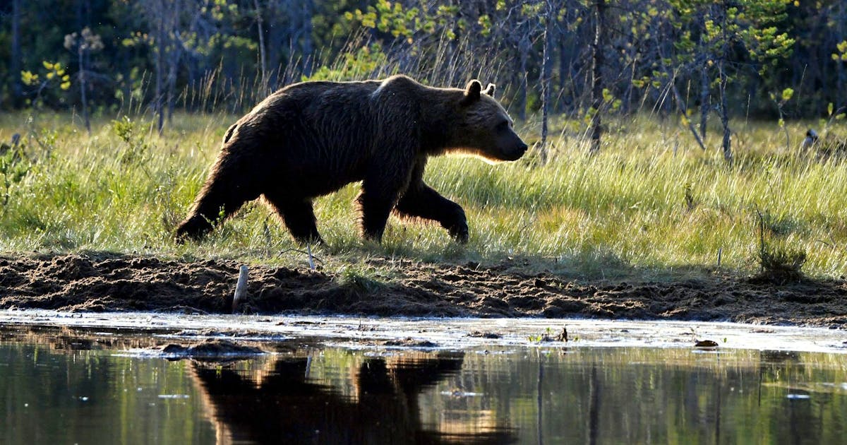Braunbär zum Abschuss freigegeben – doch die Jäger weigern sich