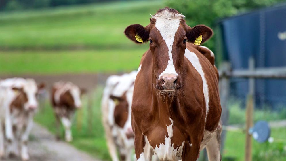 Die Bekämpfung von Tierseuchen geht ins Geld. Daher müssen die Aargauer Tierhalter vom kommenden Jahr an deutlich mehr bezahlen. (Symbolbild)
