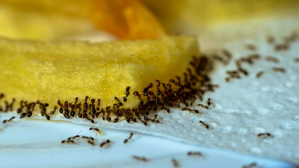 The ant species "Tapinoma magnum" is spreading in Germany.