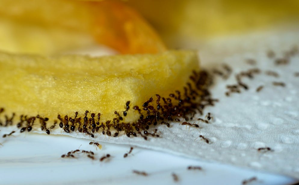 Bei der Ameisenvertreibung sollte es möglichst vermieden werden, die Tierchen zu töten.