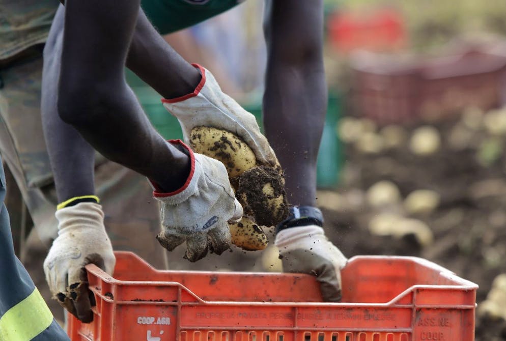 In Italien sind 33 Erntehelfer aus «sklavenähnlichen» Arbeitsbedingungen befreit worden.