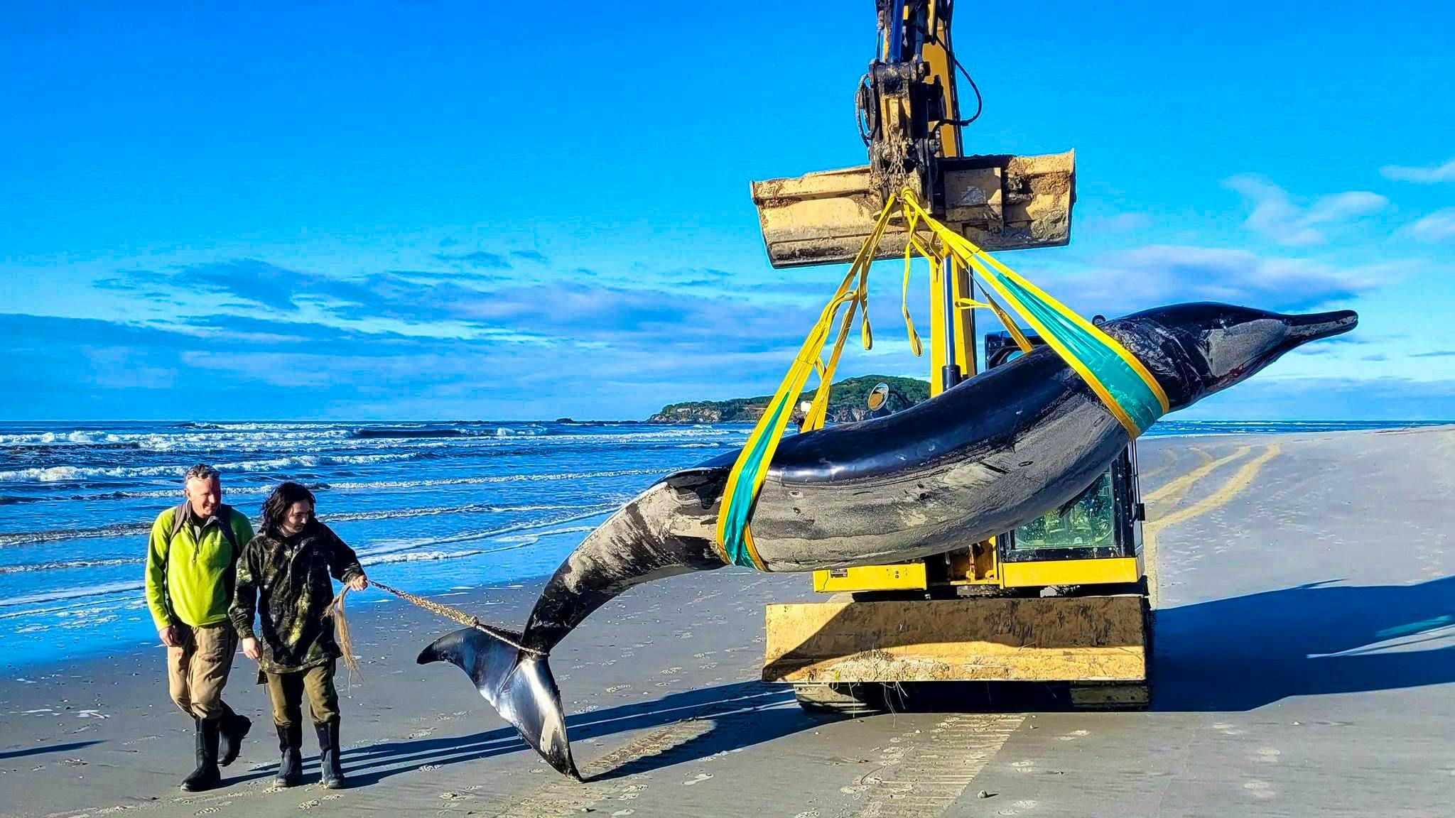 A stroke of luck for science. Probably the rarest whale in the world washes up in New Zealand
