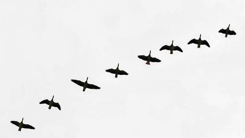 Questions and answers. Will bird flu become the next pandemic?