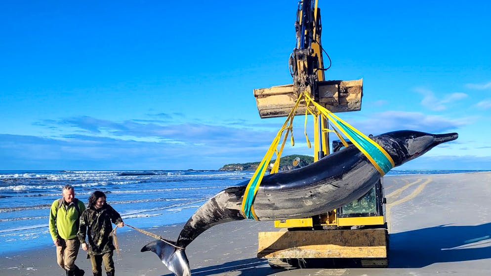Glücksfall für die Wissenschaft. Wohl seltenster Wal der Welt in Neuseeland angeschwemmt