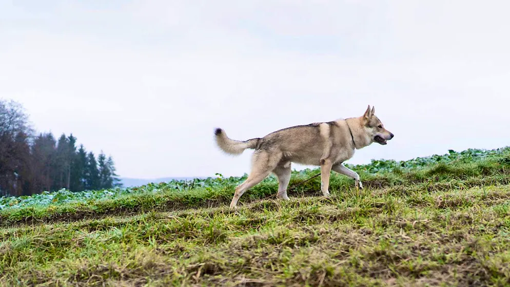Gamekeepers have shot a wolf in the Simmental. (symbolic image)