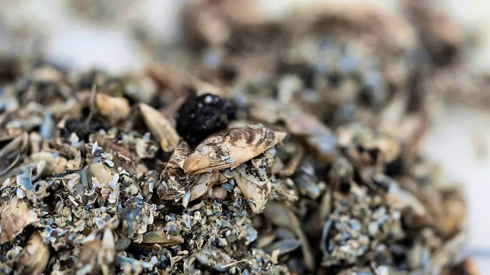 The invasive quagga mussel has been detected in Lakes Zug and Alpnach. (archive picture)