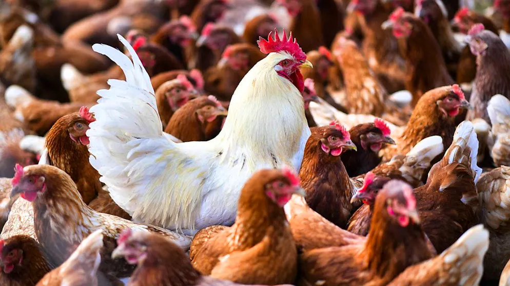 The newly infected persons with bird flu are employees of a poultry farm. (archive picture)