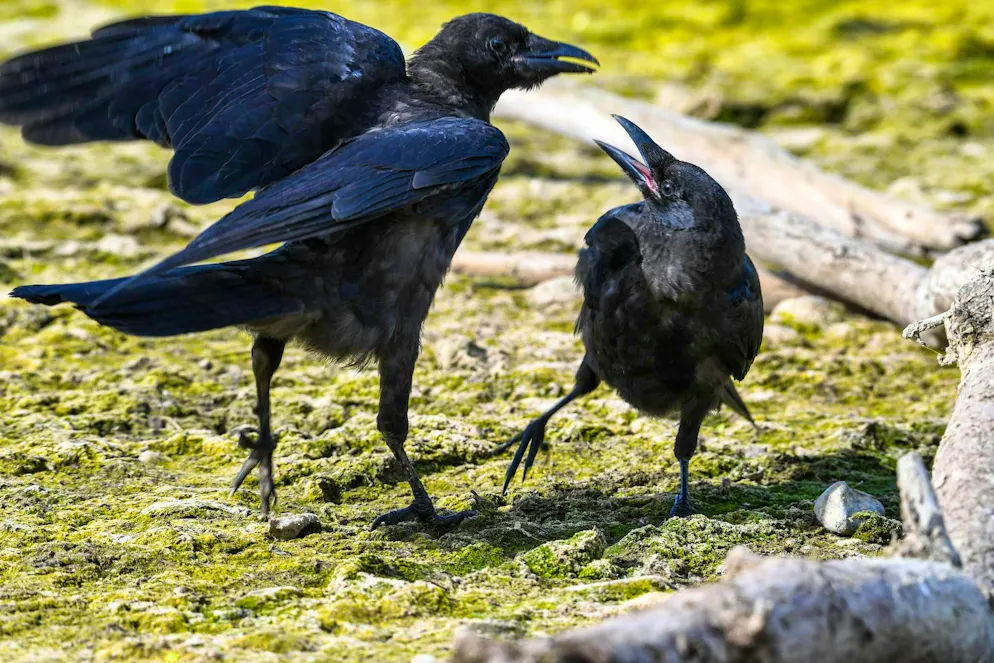 Crows are intelligent: defense methods don't help for long.
