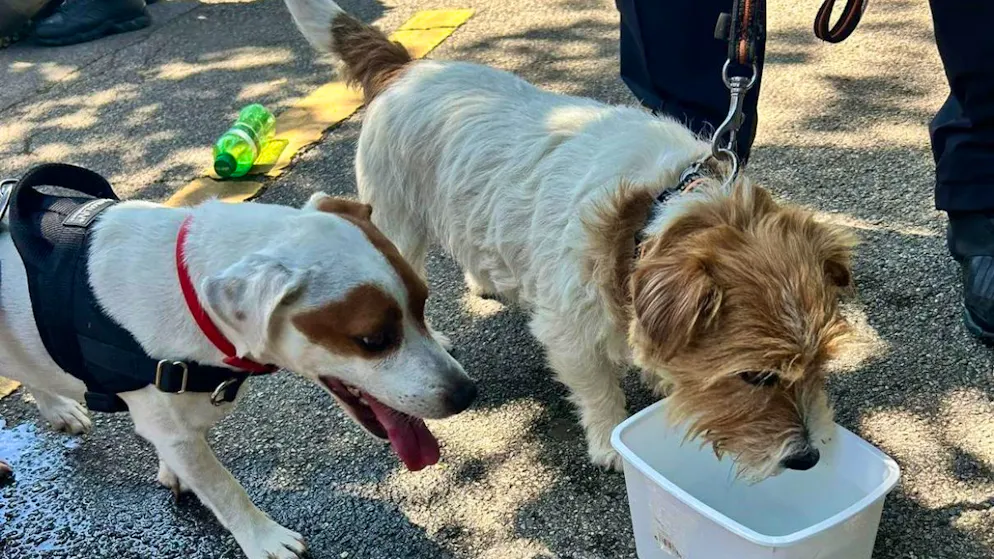 Heat death averted. Police rescue two dogs trapped in car
