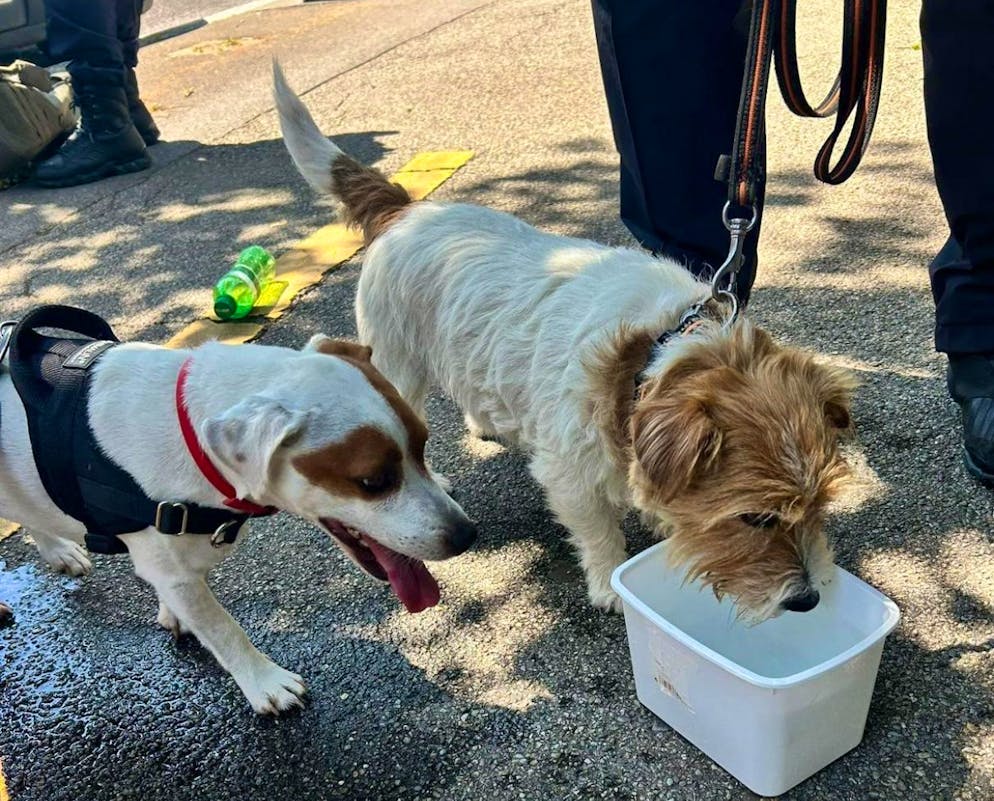 Dem Hitzetod entronnen: Die beiden in Lausanne-Ouchy aus einem Auto in der Sonne befreiten Hunde haben danach von ihren Retter*innen zu trinken erhalten. 