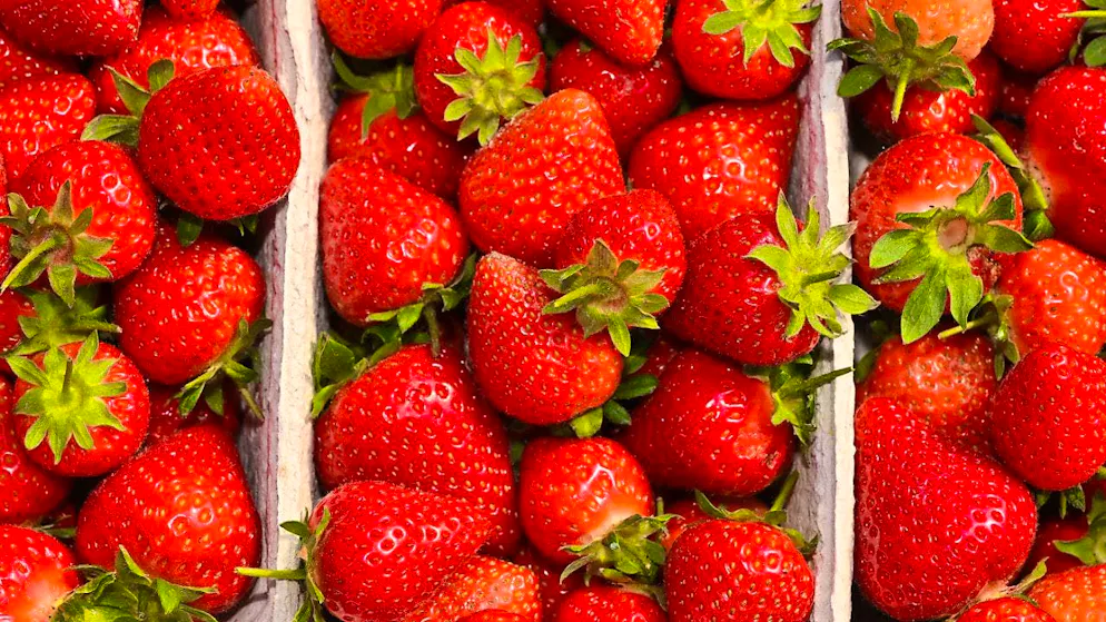 Many have suffered from the wet weather this year, especially the strawberries. (archive picture)
