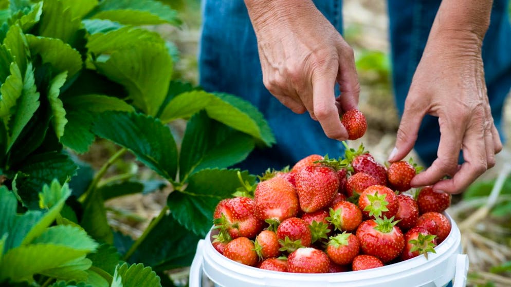 La coltivazione delle fragole è stata condizionata negativamente finora dallae frequenti precipitazioni di quest'anno.