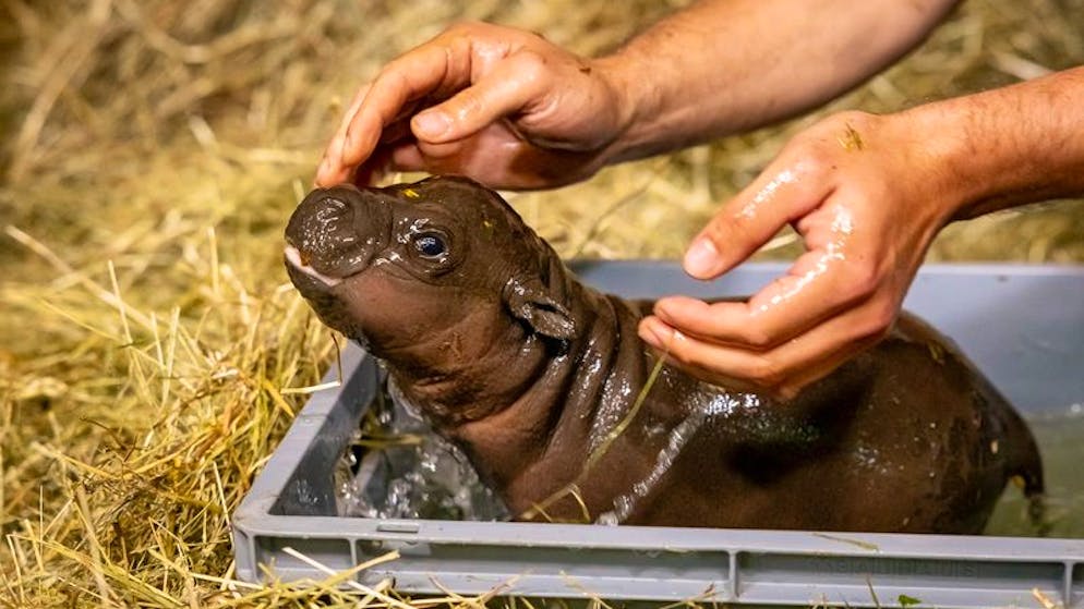 Der Zwergflusspferd-Nachwuchs im Zoo wird zum ersten Mal gebadet. Das tägliche Bad ist wichtig für die Hautpflege des kleinen Hippos, heisst es vom Zoo. 
