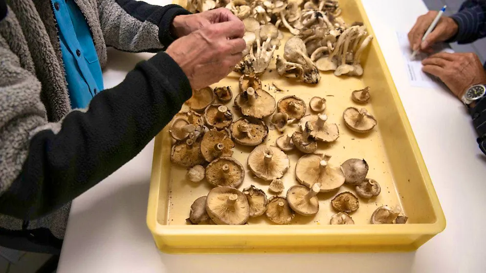 Biel will not offer mushroom inspections in 2024. (symbolic image)