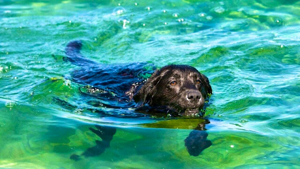 Dog days don't get their name from dogs that need to cool off in the heat. (archive picture)
