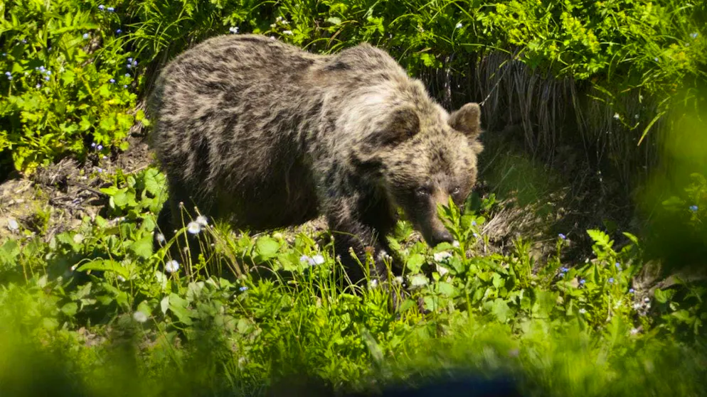 ARCHIVE - A brown bear on the move in the Zadné Medodoly valley in Tatranská Javorina. Photo: Milan Kapusta/tasr/dpa