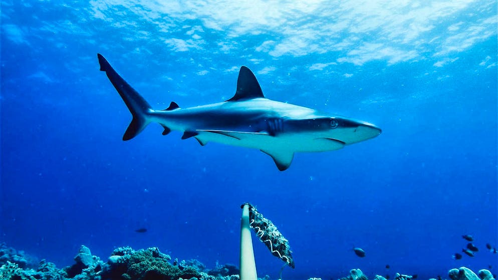 È il terzo questo mese. Ennesimo attacco di uno squalo in Australia, uomo in condizioni critiche