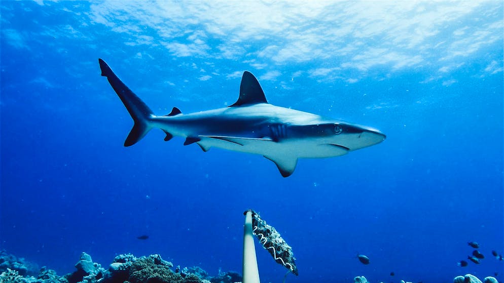 Dritte Attacke in diesem Monat. Wieder Haiangriff in Australien – Mann in kritischem Zustand