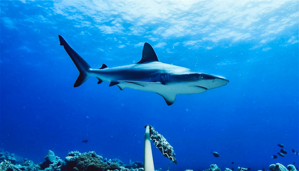 In nur zwei Wochen kam es in Australien zu drei Haiattacken. (Symbolbild)