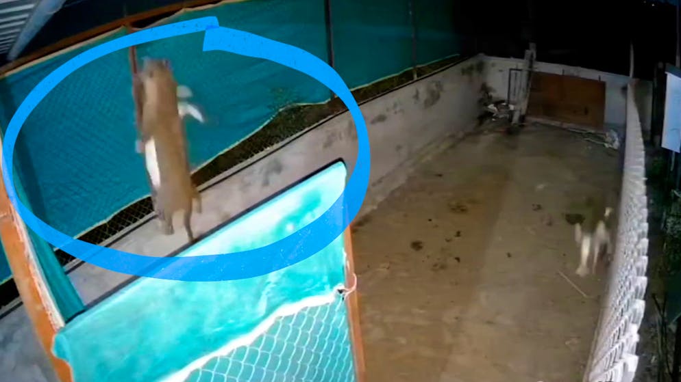 Raubtier-Alarm. So schnell fasst ein Leopard eine Ziege