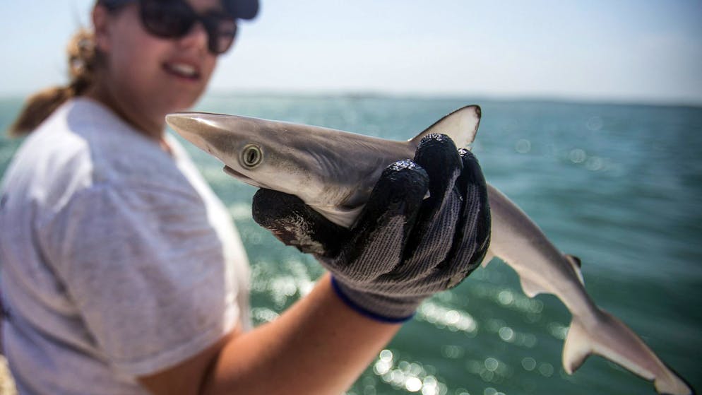 Threatened predators. Why sharks are on coke off Brazil's coast