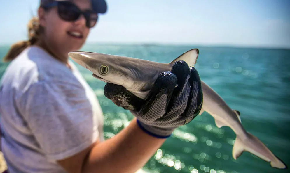 13 sharpnose sharks tested positive for cocaine in Rio de Janeiro. (archive picture)