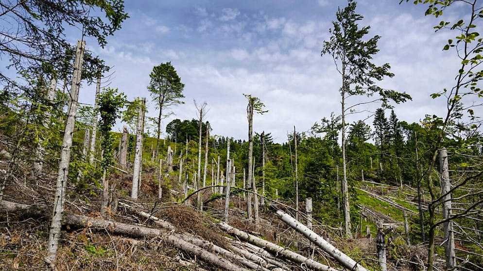 Gli alberi abbattuti dalla tempesta del 24 luglio di un anno fa