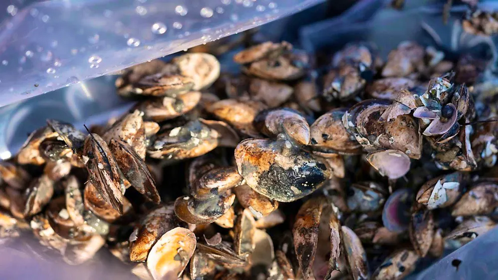 Planned new rules for cleaning boats are intended to curb the spread of invasive species such as the quagga mussel. (archive picture)