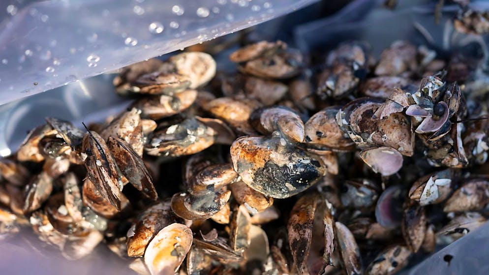 Geplante neue Regeln für das Reinigen von Booten sollen die Verbreitung von invasiven Arten wie der Quaggamuschel eindämmen. (Archivbild)