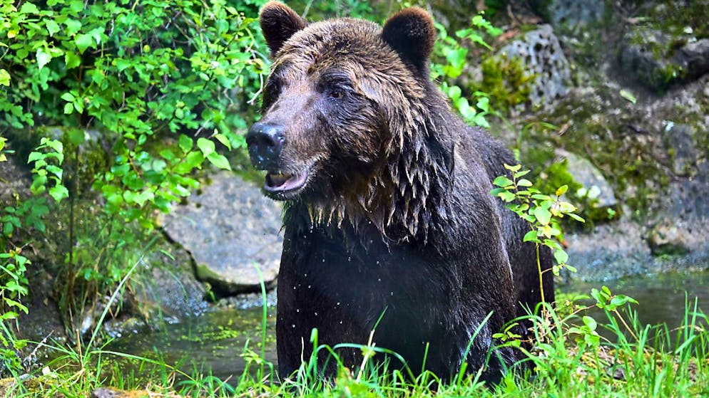ARCHIV - Ein Braunbär hat in der Slowakei einen Radfahrer angegriffen (Symbolbild/Archivbild). Foto: Martin Schutt/dpa