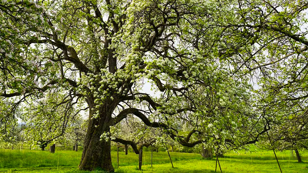 After long dry years, lush greenery and flowers are back: the summer of 2024 is exceptionally beautiful, says the Swiss Foundation for Landscape Conservation (Archive image)