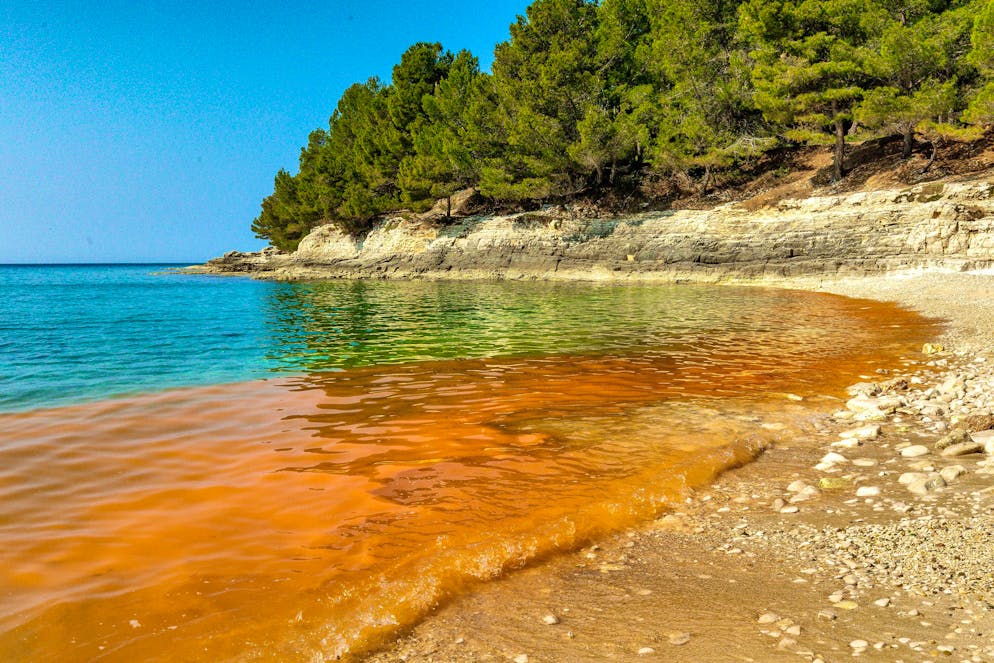 Algae bloom in Pula, Croatia. The slime is not a health hazard. It is certainly not toxic. But it is disgusting.