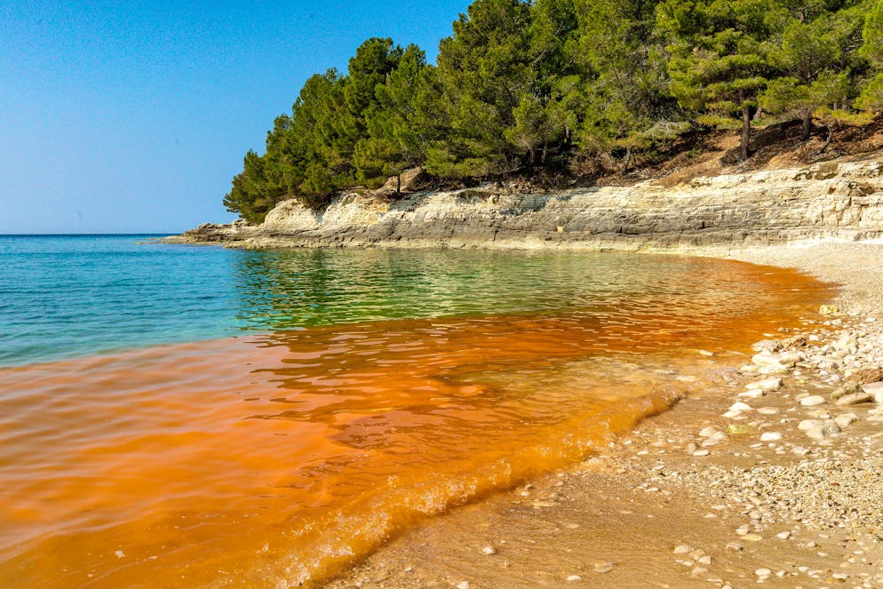 Algenblüte in Pula, Kroatien. Die Gesundheit gefährdet der Schleim nicht. Giftig ist er schon gar nicht. Aber ekelig.