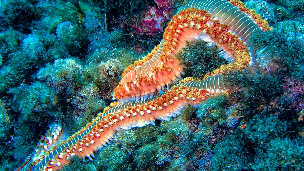 Il se propage en Méditerranée. L'inquiétant ver de feu «mange la tête, le corps et éviscère» le poisson